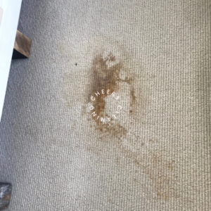 brown spots on beige carpet