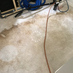 auckland professional carpet cleaner